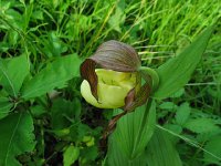 Ladies Slipper4